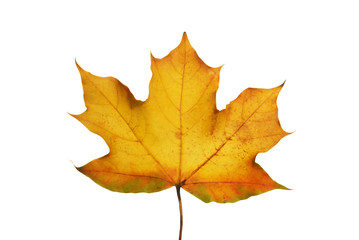 maple leaf on white