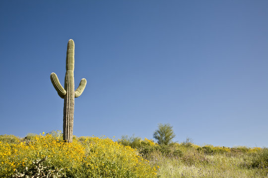 Spring in Arizona's Sonoran desert with Saguaro cactus