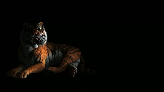 Le tigre A1