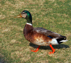 Colorful male Mallard