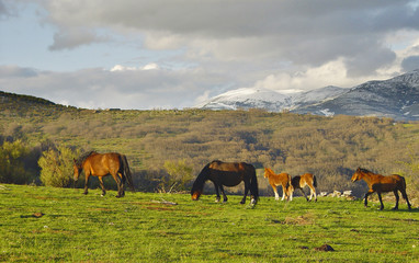 Sierra de La Acebeda, Madrid, España
