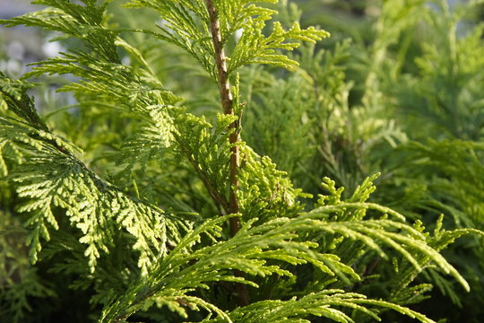 conifer branches closeup