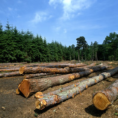 Log farm