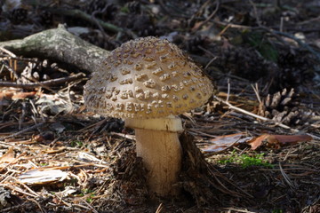 Muchomor (amanita)
