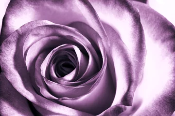 Door stickers Aubergine Purple rose