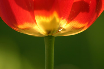 Tulpe