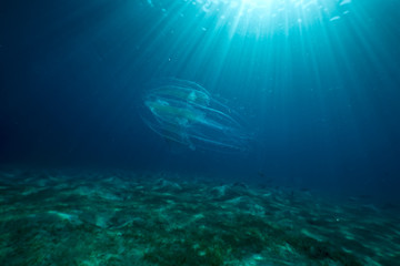 Fototapeta na wymiar ocean, fish and sun