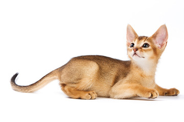 Abyssinian kitten on white background