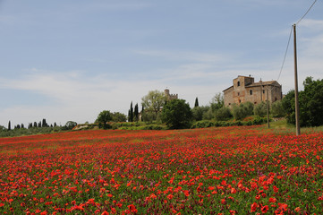 Toskana Mohn Mohnfeld Weingut Bauernhaus