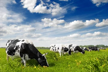 Deurstickers Koe koe op boerderij