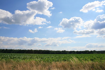 Obraz premium Maisfeld