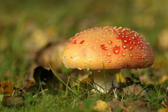 Autumn scene: Toadstool in the grass