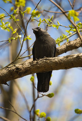 Jackdaw in spring