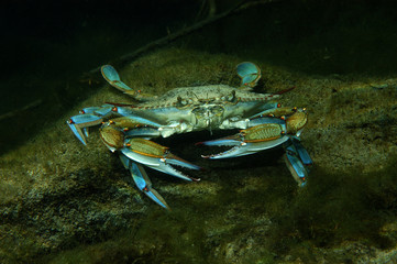 Blue crab