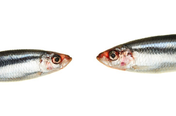 Sprat heads