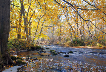 river in autumn forest