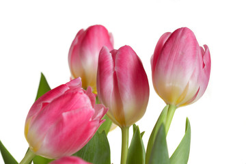 Spring Tulips