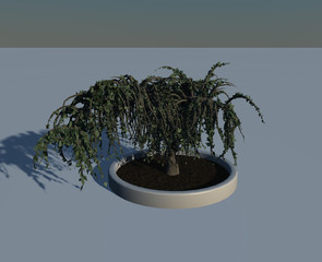 3D bonsai
