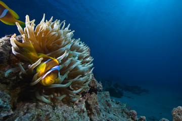 magnificent anemone and anemonefish