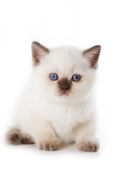 Fototapeta na wymiar British kitten isolated on white