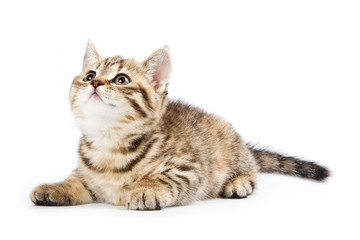 British kitten on white background