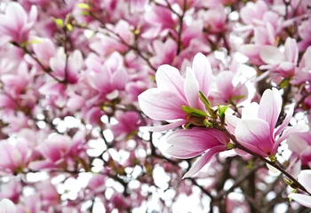 Foto op Plexiglas Magnolia Bloeiende magnolia