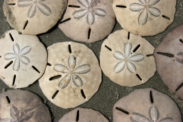 Sand Dollars In Sand