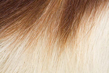 springbok hair