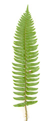 Fototapeta premium Fern Leaf On White