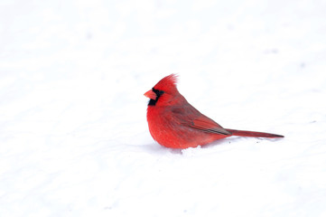 Cardinal sitting in the snow