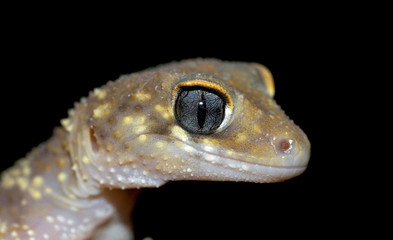 gecko on black