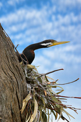 pied cormorant