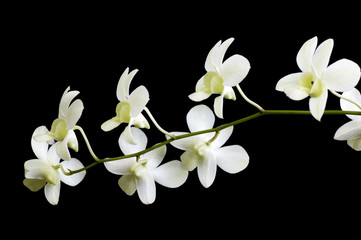 Fototapeta na wymiar White orchid flower isolated on black