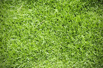 Green grass background texture in a garden.