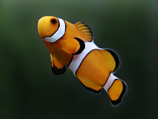 Clown Fish known as Nemo