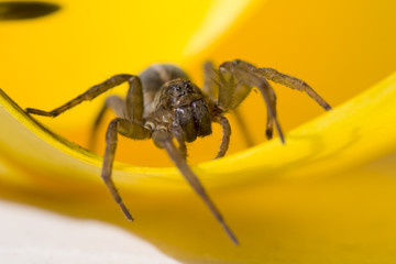 Spider