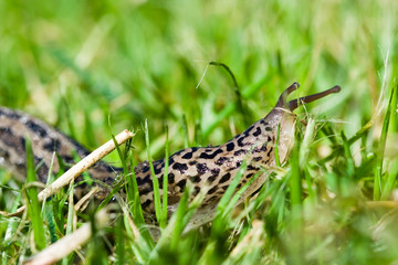 Slug