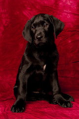 black lab puppy portrait on a red background