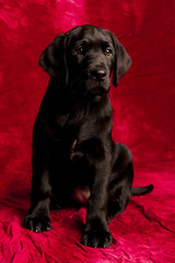 cute black lab puppy sitting on red background