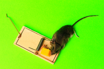 mouse caught in mouse trap on green screen background