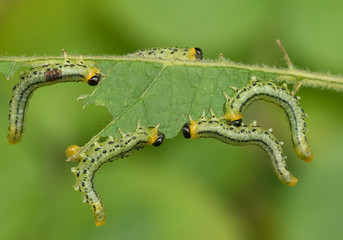 Larven einer Blattwespe