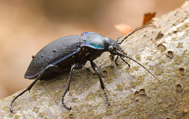 Carabus violaceus - Seitenansicht