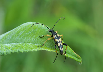 Gefleckter Schmalbock