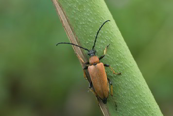 Bockkkäfer - Weibchen