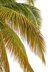 palmes de cocotier