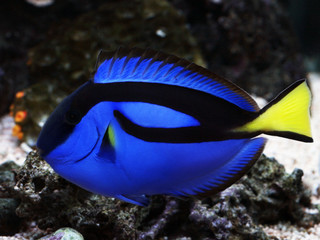 Fototapeta na wymiar Profile of Blue Regal Tang