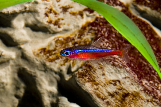 Cardinal Neon Tetra ( Paracheirodon Axelrodi )