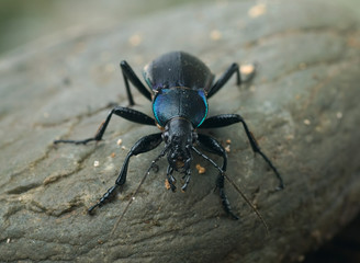 Carabus violaceus - Frontansicht