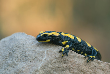 Junger Feuersalamander