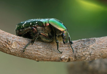 Rosenkäfer auf Ast